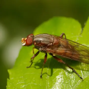 Brachyopa dorsata Zetterstedt, 1837:35