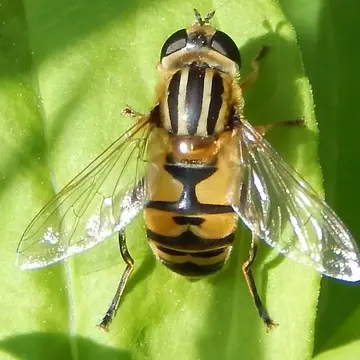 Helophilus hochstetteri Nowicki, 1875:23