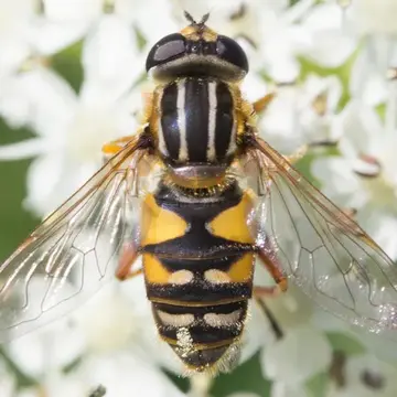 Helophilus neoaffinis Fluke, 1949:49