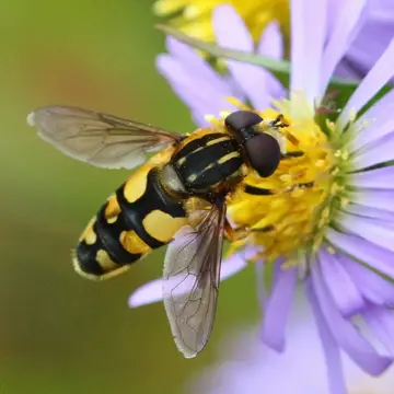 Helophilus obscurus Loew, 1863:314