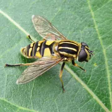 Helophilus pendulus (Linnaeus, 1758):591