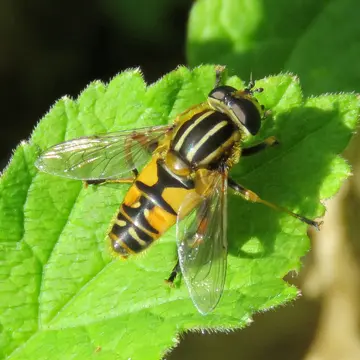 Helophilus pendulus (Linnaeus, 1758):591