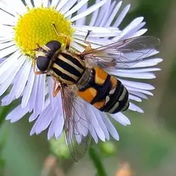 Helophilus pendulus var. sapporensis Matsumura, 1911:75