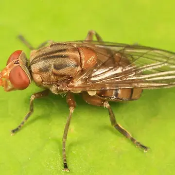 Brachyopa flavescens Shannon, 1915:144