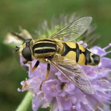 Helophilus trivittatus (Fabricius, 1805):235