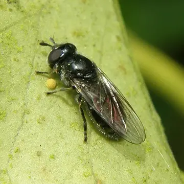 Heringia heringi (Zetterstedt, 1843):844