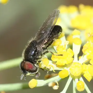 Heringia heringi (Zetterstedt, 1843):844