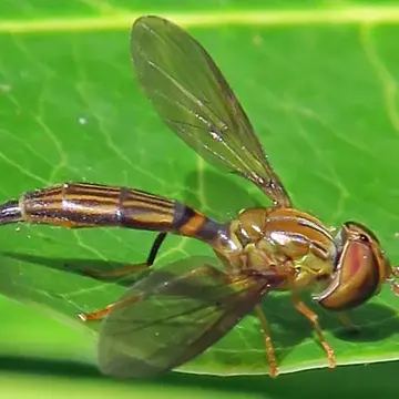 Hybobathus lineatus (Macquart, 1846):267