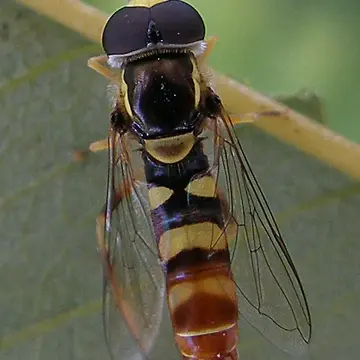 Ischiodon aegyptius (Wiedemann, 1830):133