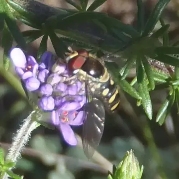 Allograpta fuscotibialis (Macquart, 1842):155