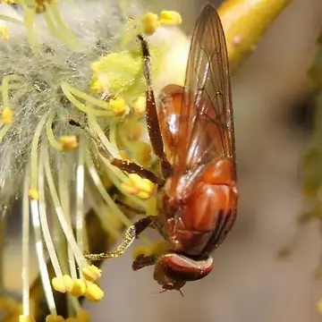 Brachyopa gigas Lovett, 1919:243