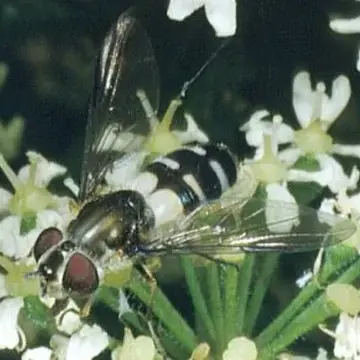 Leucozona (Ischyrosyrphus) laternaria (Müller, 1776):174