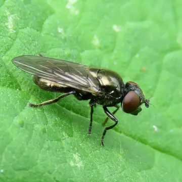 Lejogaster metallina (Fabricius, 1777):307