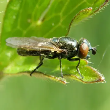 Lejogaster metallina (Fabricius, 1777):307