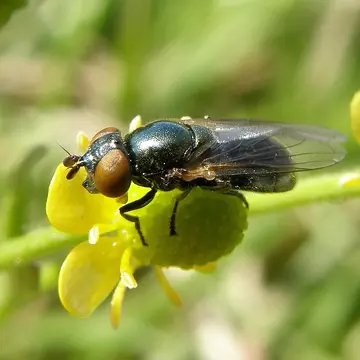 Lejogaster tarsata (Meigen, 1822):271