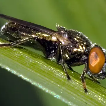 Lejogaster tarsata (Meigen, 1822):271