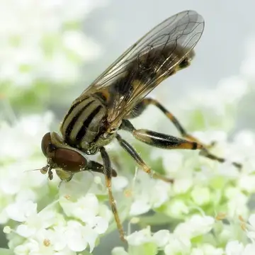 Anasimyia bilinearis (Williston, 1887):295