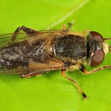 Anasimyia bilinearis (Williston, 1887):295