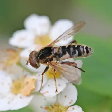Anasimyia bilinearis (Williston, 1887):295