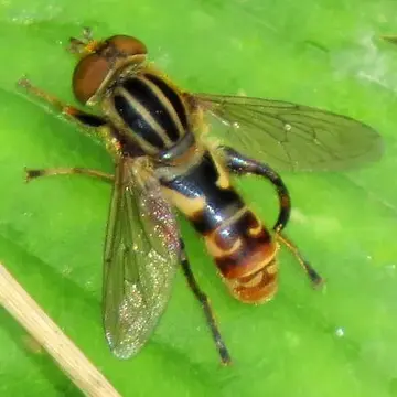 Anasimyia chrysostoma (Wiedemann, 1830):174