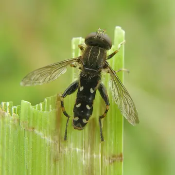 Lejops (Anasimyia) contracta (Torp & Claussen, 1980):4