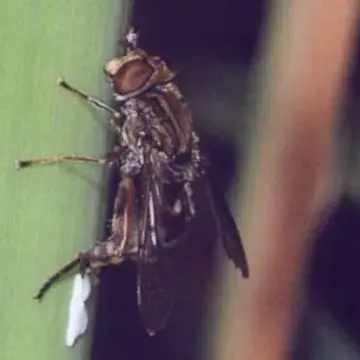 Lejops (Anasimyia) contracta (Torp & Claussen, 1980):4