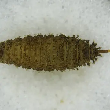 Brachyopa insensilis Collin, 1939:105