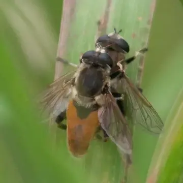 Polydontomyia curvipes (Wiedemann, 1830):149