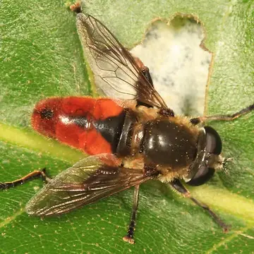 Polydontomyia curvipes (Wiedemann, 1830):149