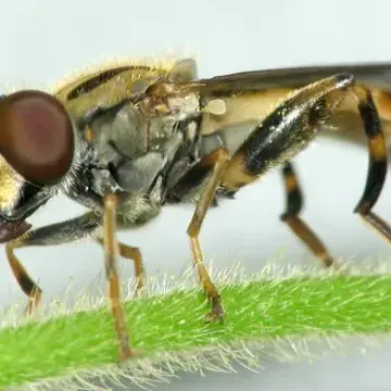 Anasimyia grisescens Hull, 1943:31