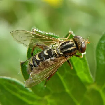 Lejops (Anasimyia) interpunctus (Harris, 1776):59