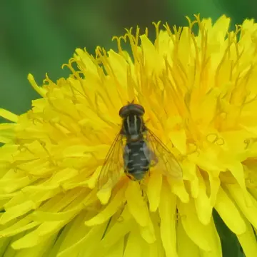 Lejops (Anasimyia) interpunctus (Harris, 1776):59