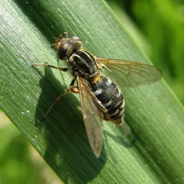 Lejops (Eurimyia) lineatus (Fabricius, 1787):357