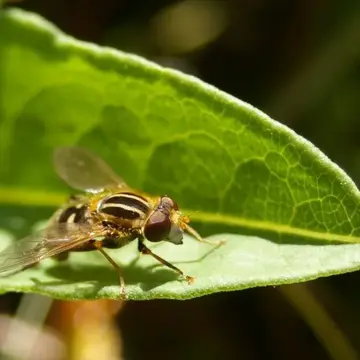 Lejops (Anasimyia) lunulatus (Meigen, 1822):370