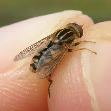 Lejops (Anasimyia) lunulatus (Meigen, 1822):370