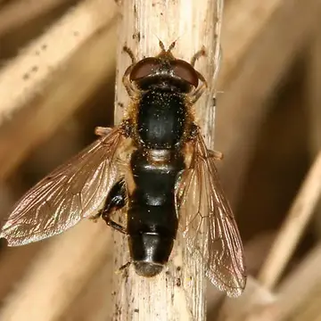 Lejops (Anasimyia) perfidiosus (Hunter, 1897):139