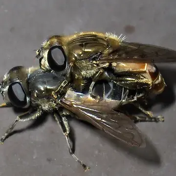 Lejops (Asemosyrphus) polygrammus (Loew, 1872):85
