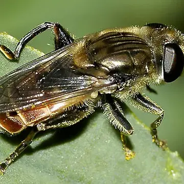 Lejops (Asemosyrphus) polygrammus (Loew, 1872):85