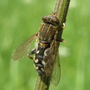 Lejops (Anasimyia) transfuga (Linnaeus, 1758):594