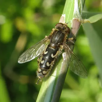 Lejops (Anasimyia) transfuga (Linnaeus, 1758):594