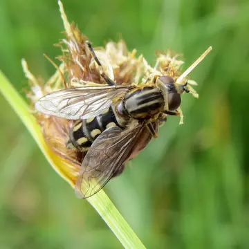 Lejops vittatus (Meigen, 1822):378