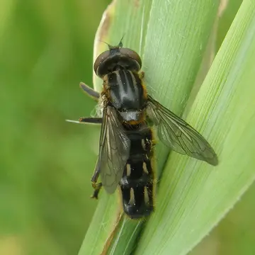 Lejops vittatus (Meigen, 1822):378