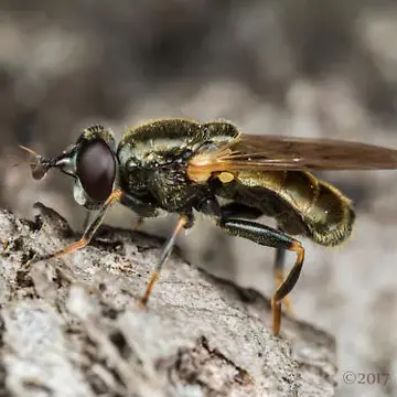 Lejota aerea (Loew, 1872):84