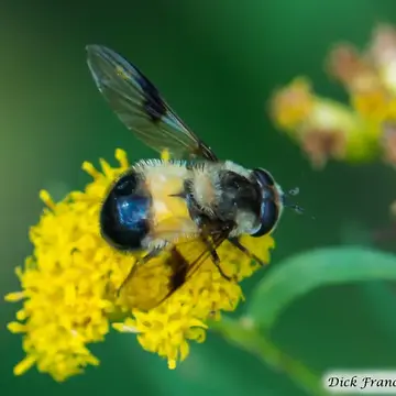 Leucozona lucorum (Linnaeus, 1758):592