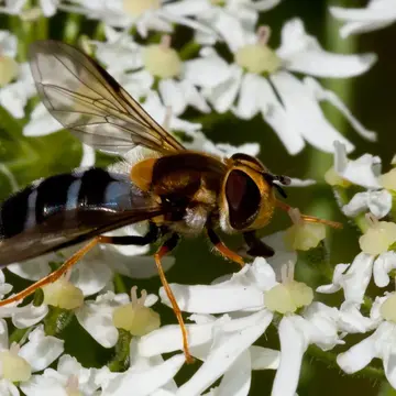 Leucozona (Ischyrosyrphus) glaucia (Linnaeus, 1758):593