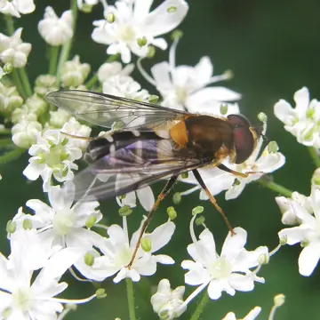 Leucozona (Ischyrosyrphus) glaucia (Linnaeus, 1758):593