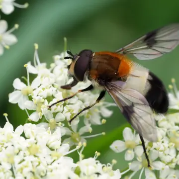 Leucozona inopinata Doczkal, 2000:118