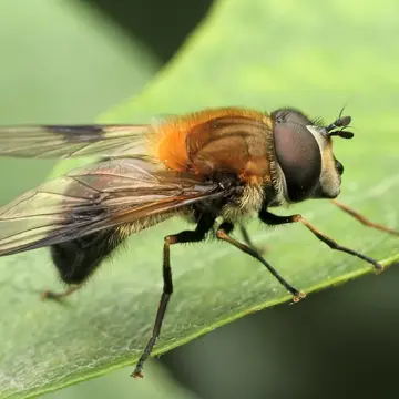 Leucozona inopinata Doczkal, 2000:118