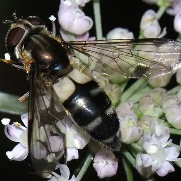 Leucozona (Ischyrosyrphus) laternaria (Müller, 1776):174