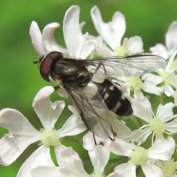 Leucozona (Ischyrosyrphus) laternaria (Müller, 1776):174